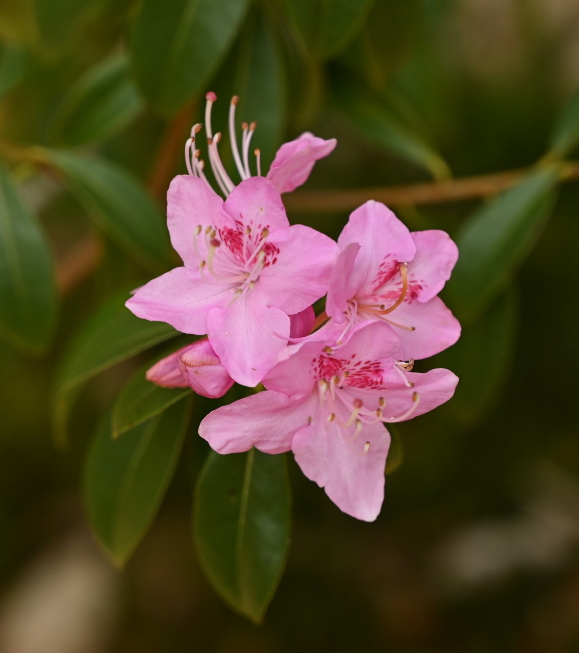 R. davidsonianum (Bodnant Form) AGM